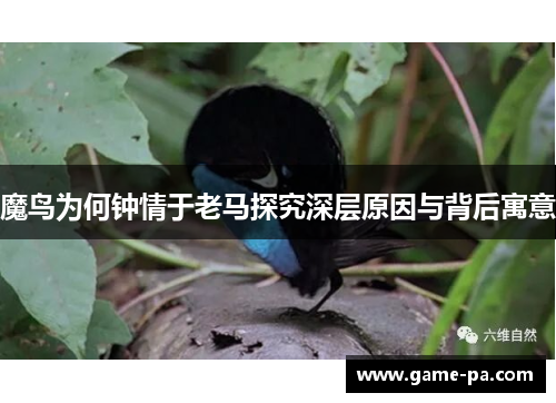 魔鸟为何钟情于老马探究深层原因与背后寓意